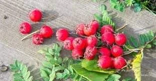 image about وصفات طبيعيه علاج الامراض المزمنه 