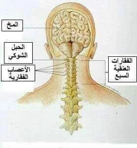 image about وصفات طبيعيه علاج الامراض المزمنه 