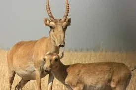 image about الحيوانات النادرة في انحاء العالم