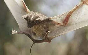 image about الحيوانات النادرة في انحاء العالم
