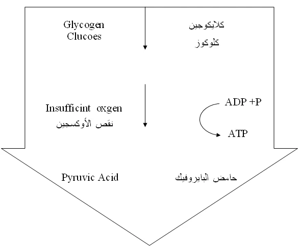 image about نظام حامض الاكتيك ( حمض اللبنيك) وماذا يفعل عند تراكمه في جسم الانسان