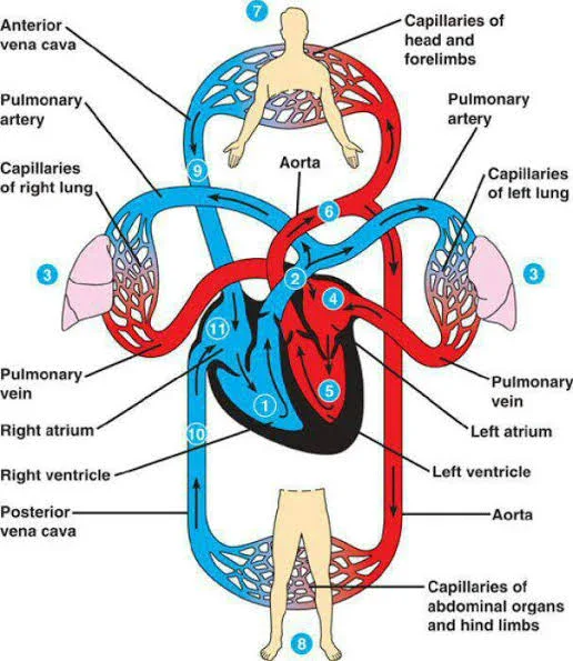 image about لماذا لون الوريد أزرق بالرغم من احتوائه على دم أحمر اللون؟