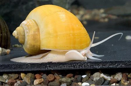 image about القواقع أهميتها وأضرارها في أحواض السمك aquarium snails