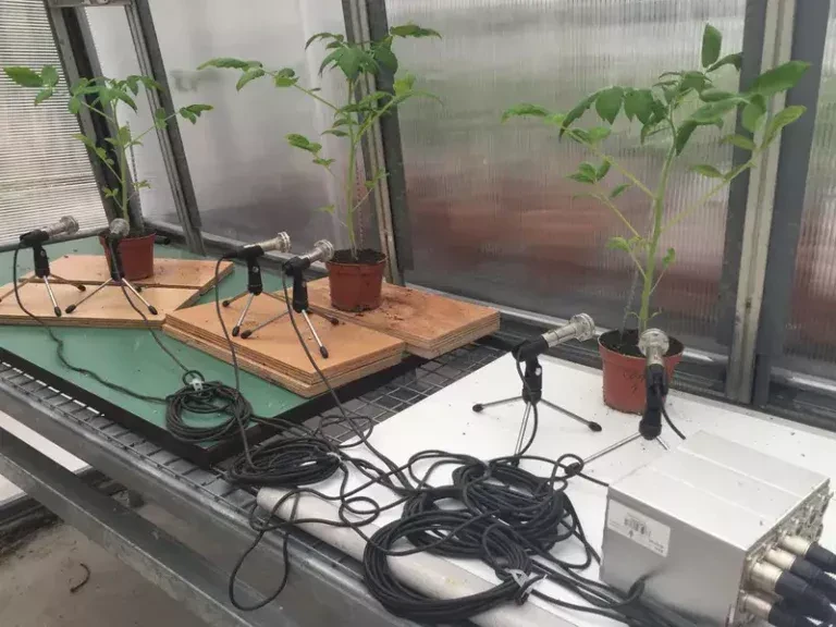 image about Scientist Reveals Plants “Scream” When Cut, Using Ultrasonic Devices
