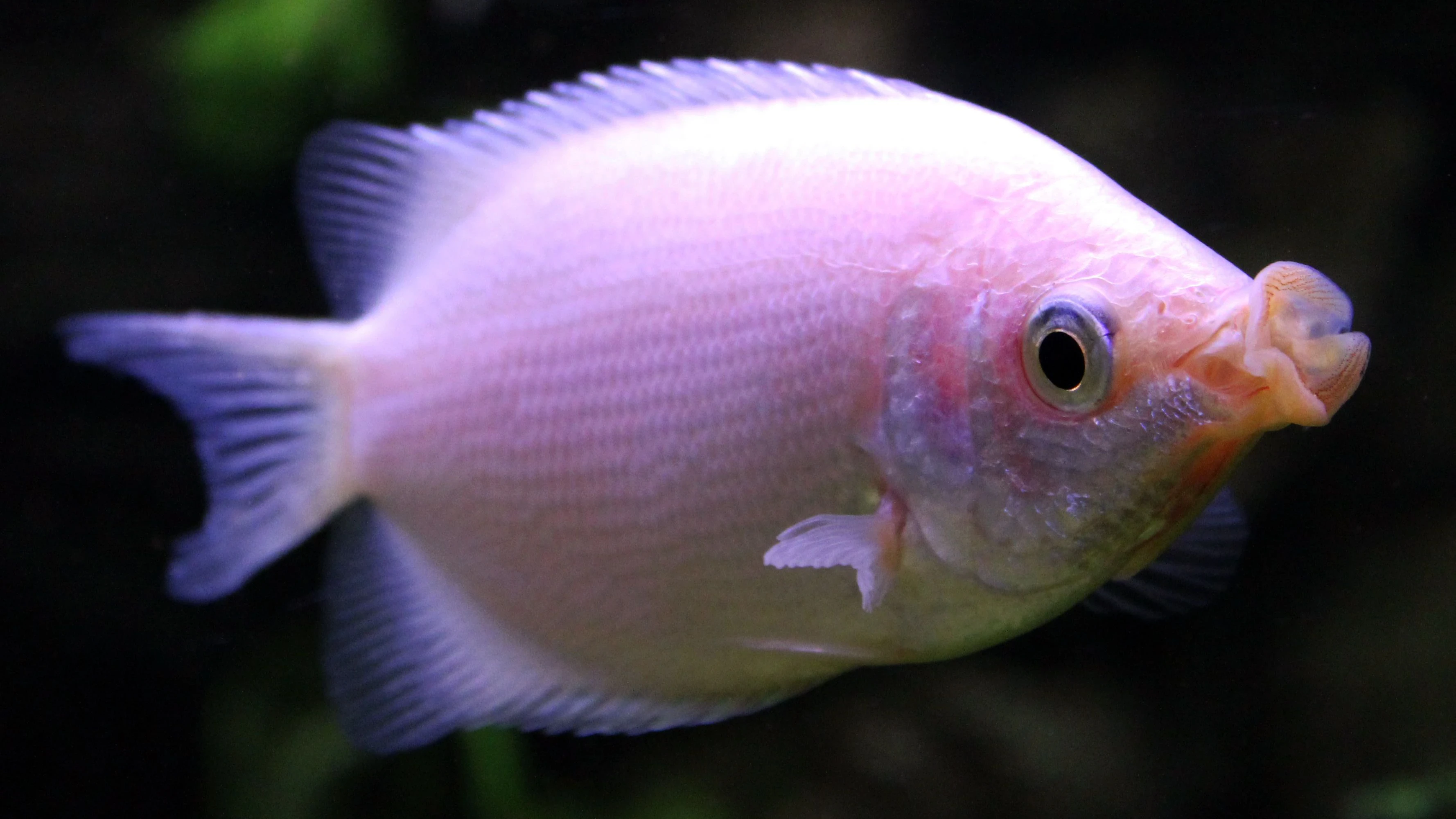image about أسماك الزينة بالون تقبيل جرامي  (Baloon Kissing Gourami )