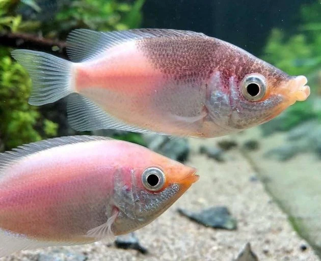 image about أسماك الزينة بالون تقبيل جرامي  (Baloon Kissing Gourami )