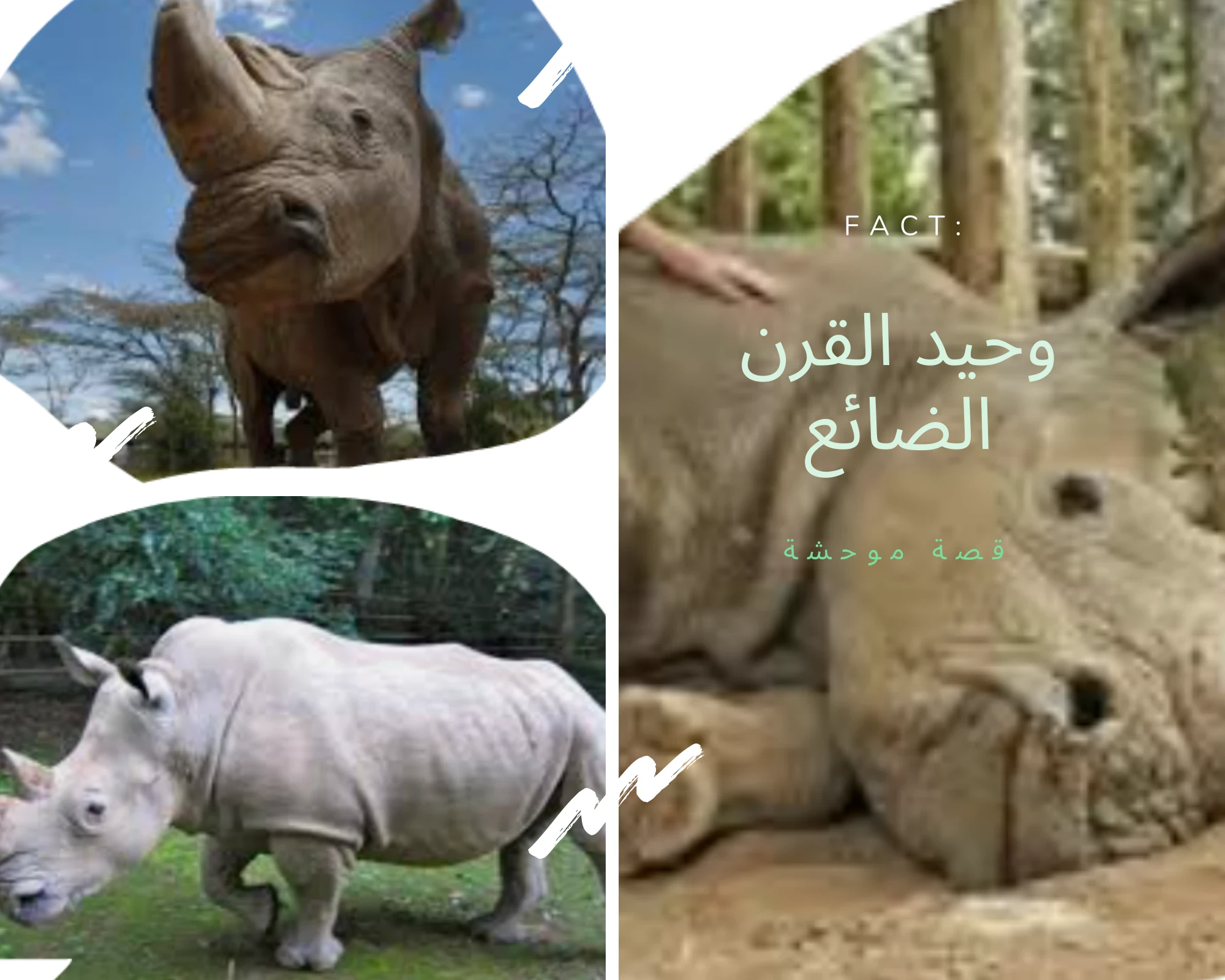 image about حيوانات انقرضت حديثا بسبب الصيد الجائر فى القرن 21 - قصص وحشية (فريسة الانسان)