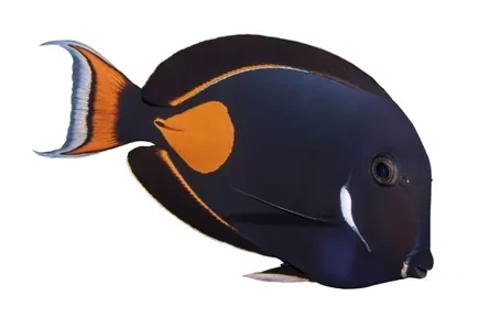 image about أسماك الزينة وسمكة تانج Tang و Surgeonfish