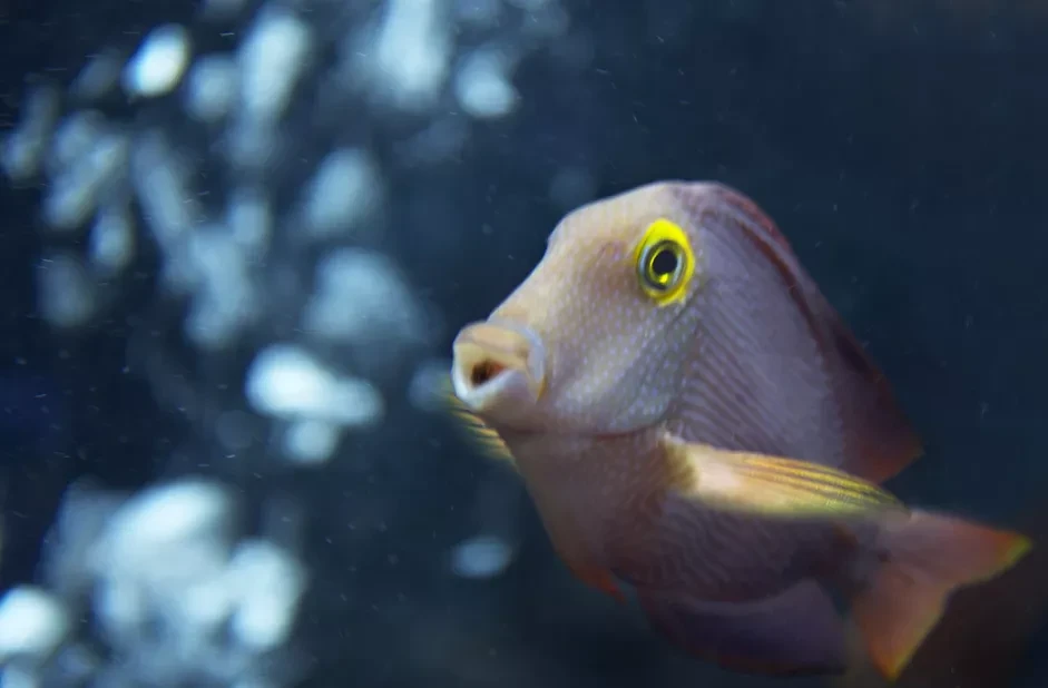 image about أسماك الزينة وسمكة تانج Tang و Surgeonfish