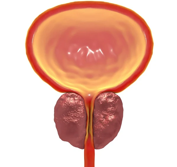 image about Prostate..امراض البروستاتا اسبابها وعلاجها والوقاية.