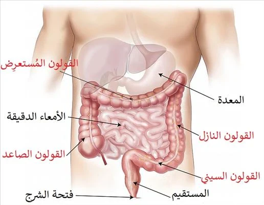 image about متلازمة القولون العصبي: أسبابها وعلاجها