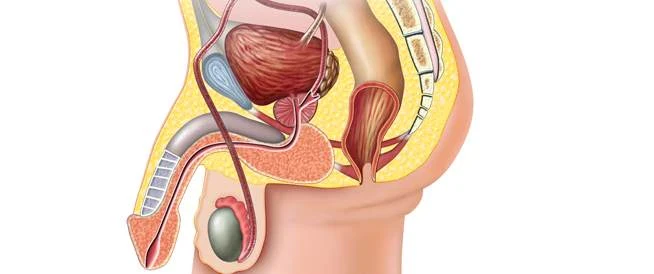 image about مسببات البروستات و طرق علاجها لدى الرجال