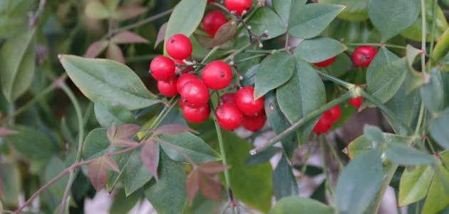 image about مسببات البروستات و طرق علاجها لدى الرجال