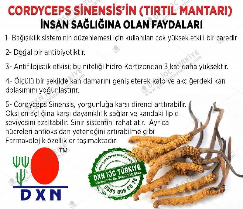 image about فطر كورديسيبس: Cordyceps