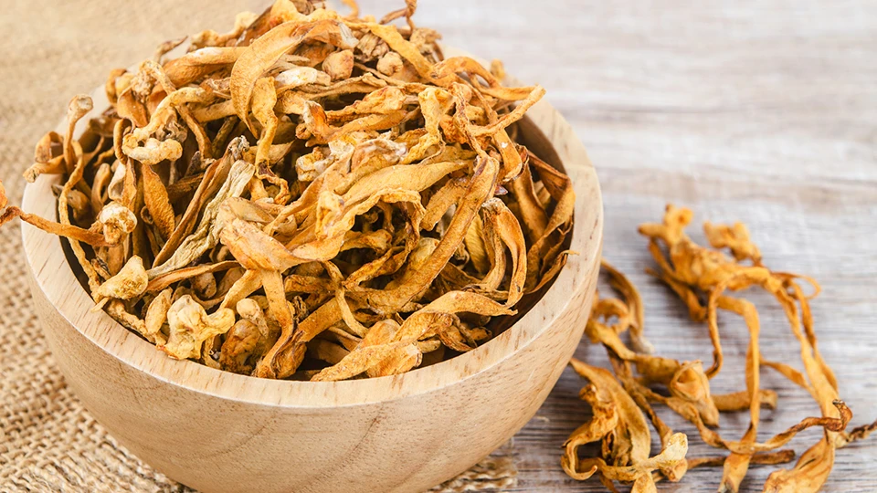 image about فطر كورديسيبس: Cordyceps