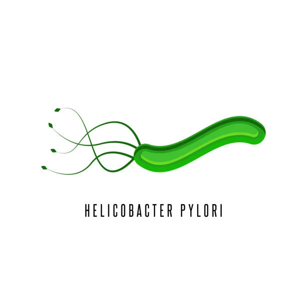 image about جرثومة المعدة (H. pylori)