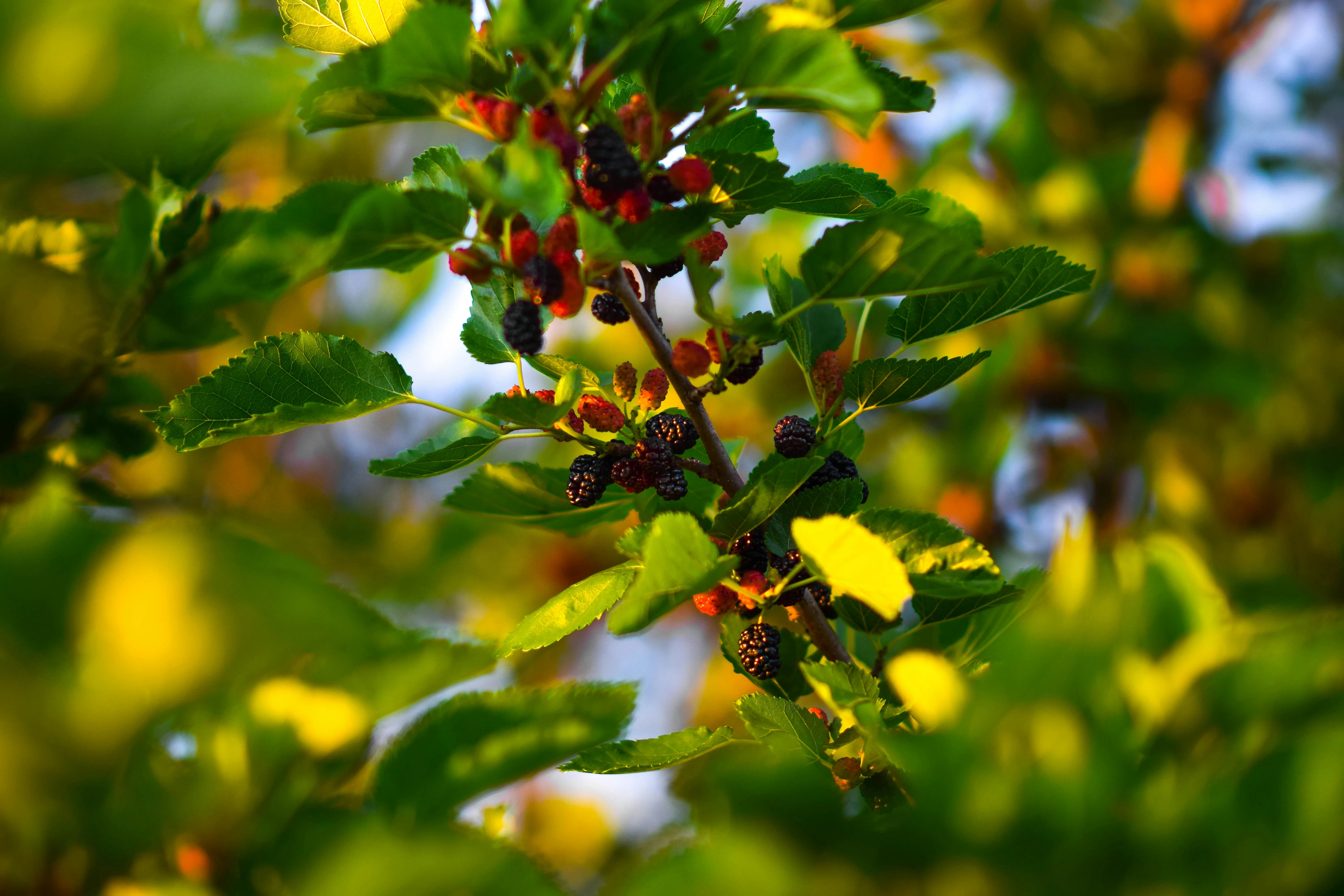 image about فوائد فاكهة التوت Benefits of raspberry fruit