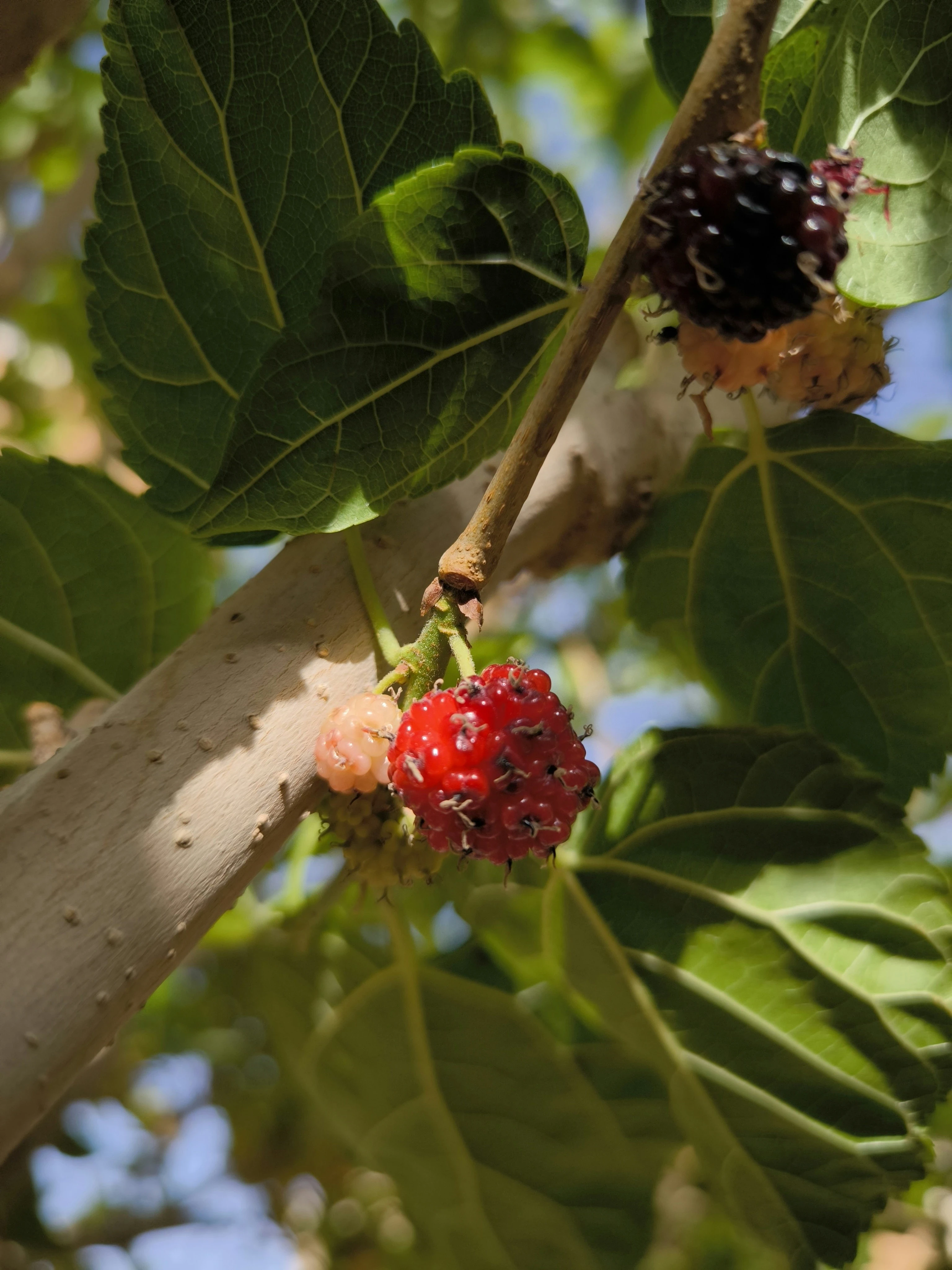image about فوائد فاكهة التوت Benefits of raspberry fruit