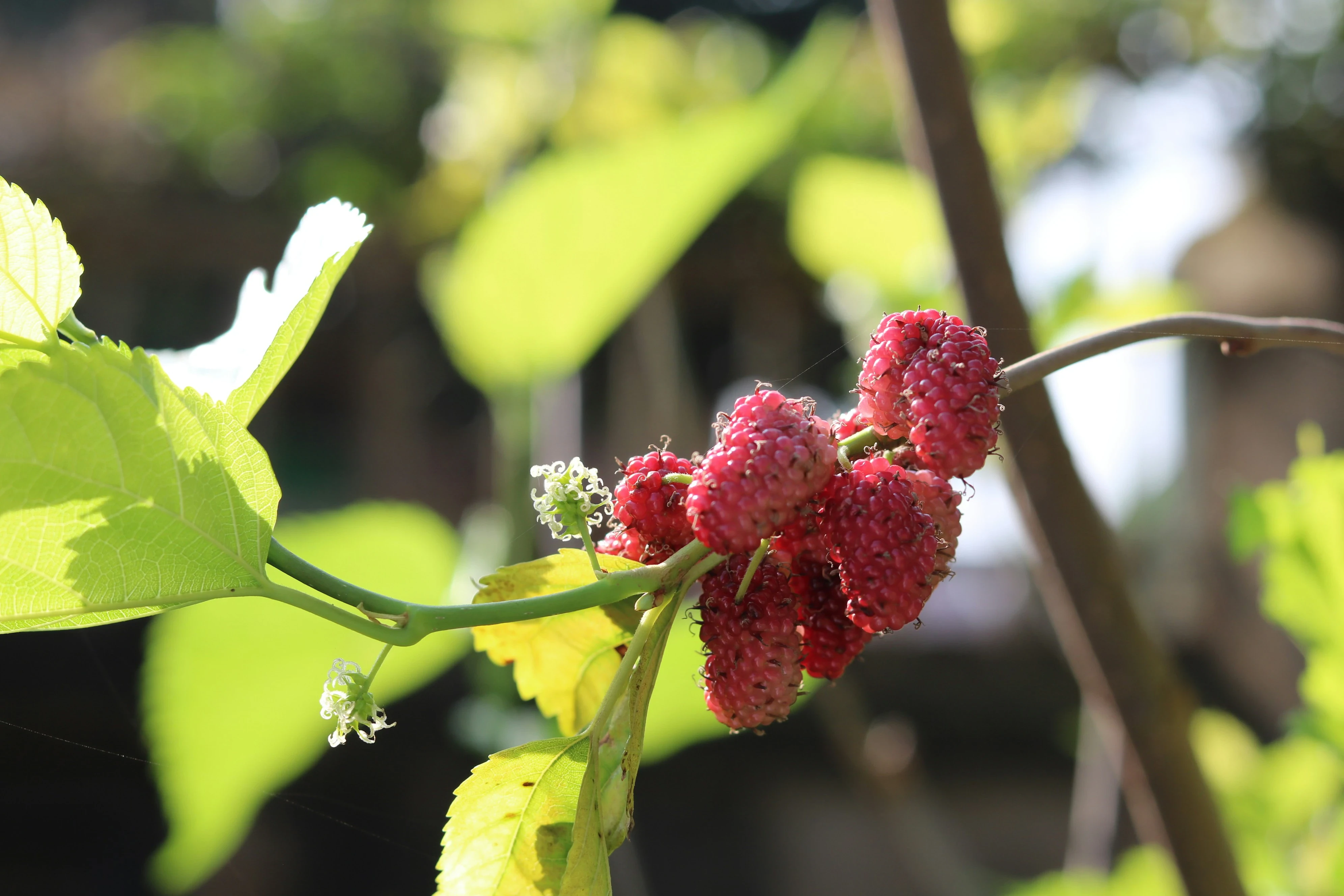 image about فوائد فاكهة التوت Benefits of raspberry fruit