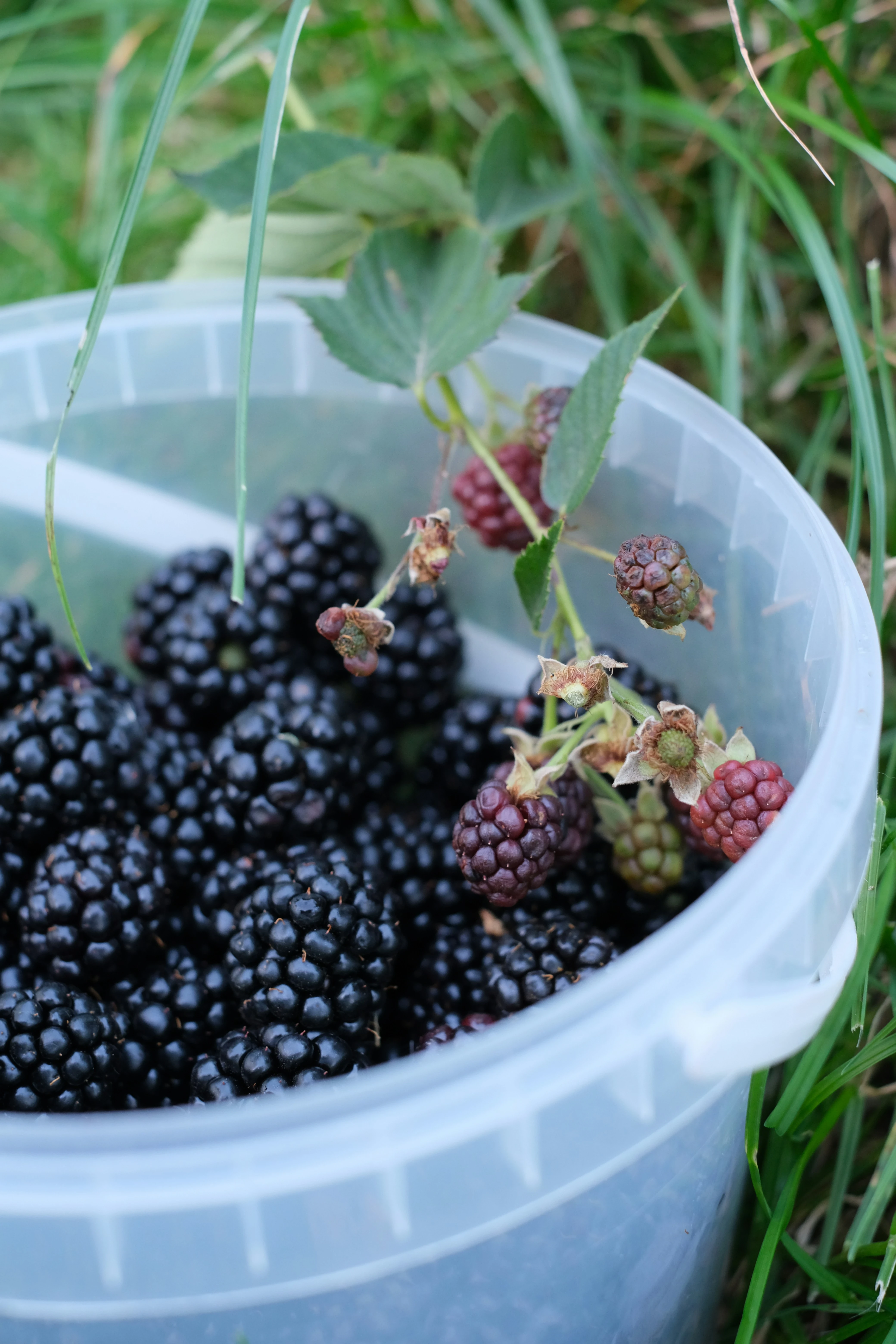 image about فوائد فاكهة التوت Benefits of raspberry fruit
