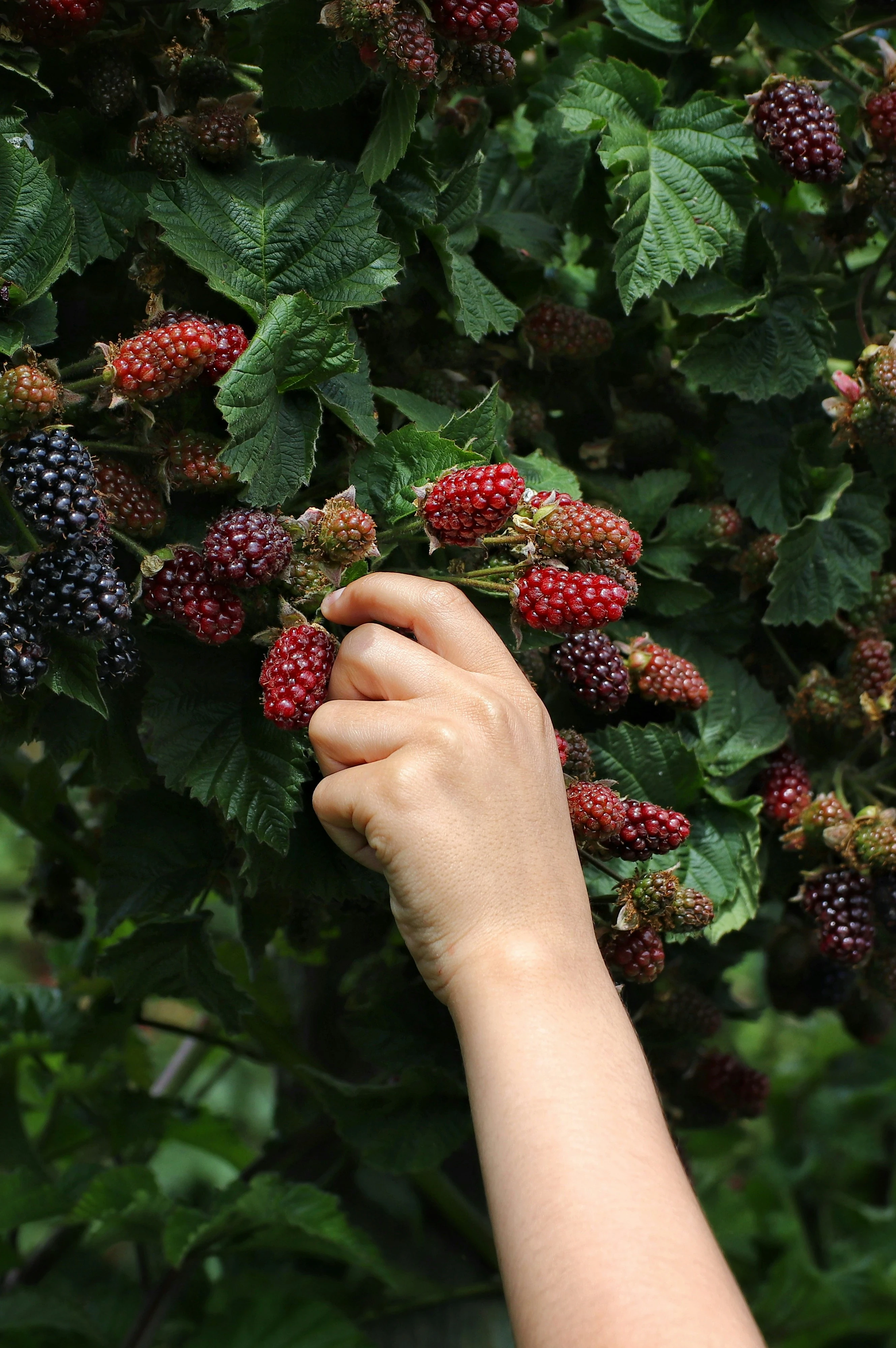 image about فوائد فاكهة التوت Benefits of raspberry fruit
