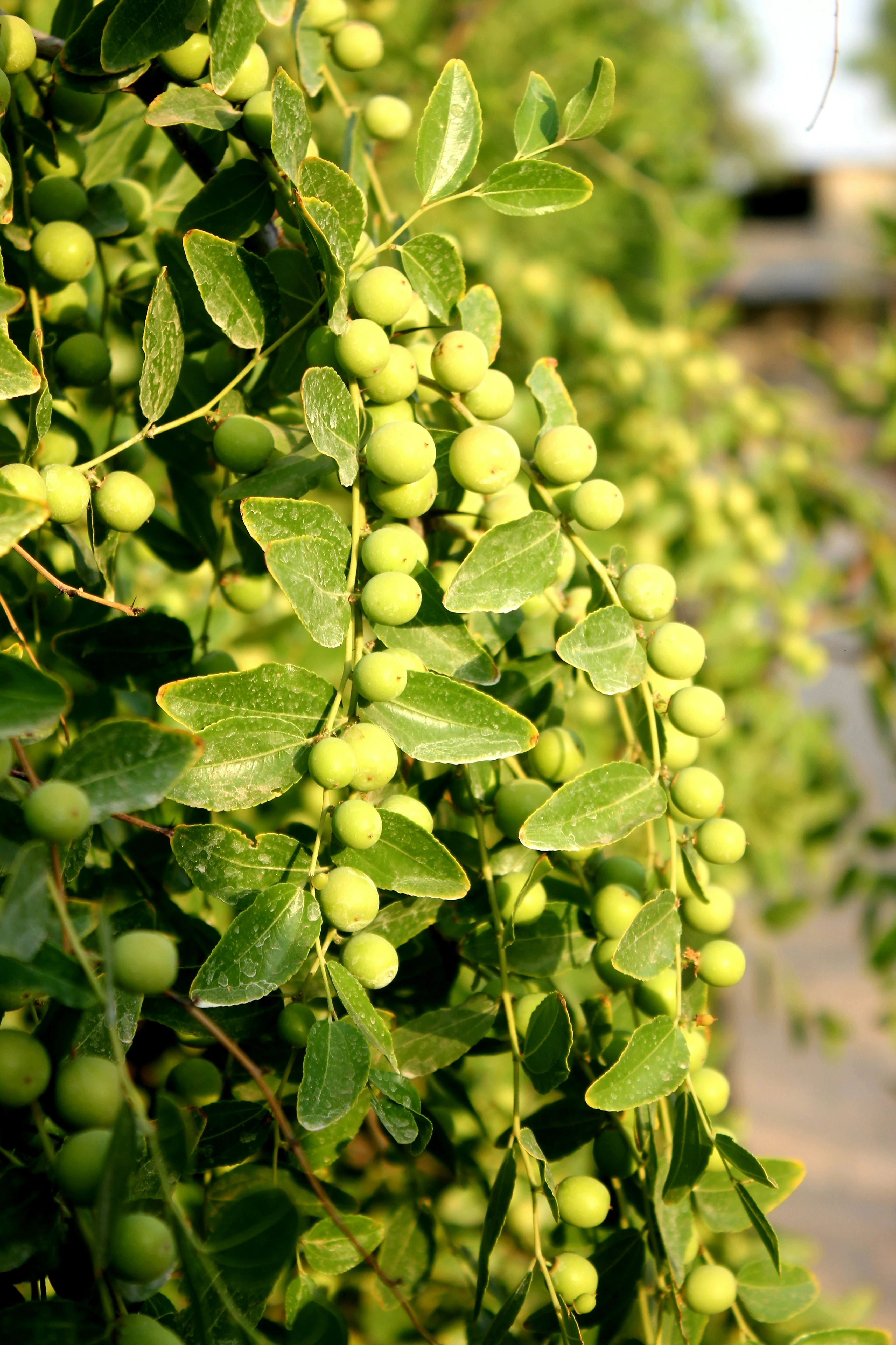 image about الزيتونة المباركة: رحلة عبر التاريخ، من الزراعة القديمة إلى الصناعات الحديثة للزيت والثمر
