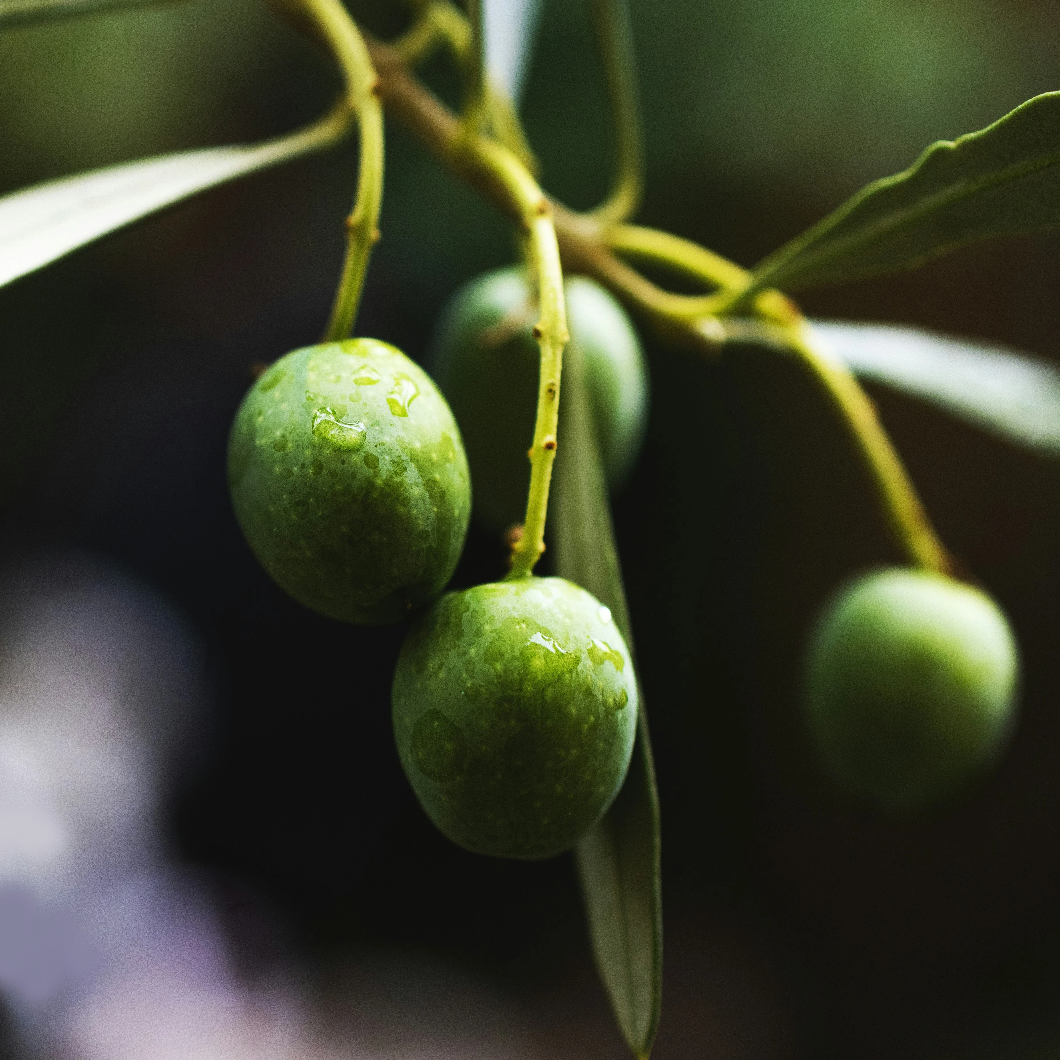 image about الزيتونة المباركة: رحلة عبر التاريخ، من الزراعة القديمة إلى الصناعات الحديثة للزيت والثمر
