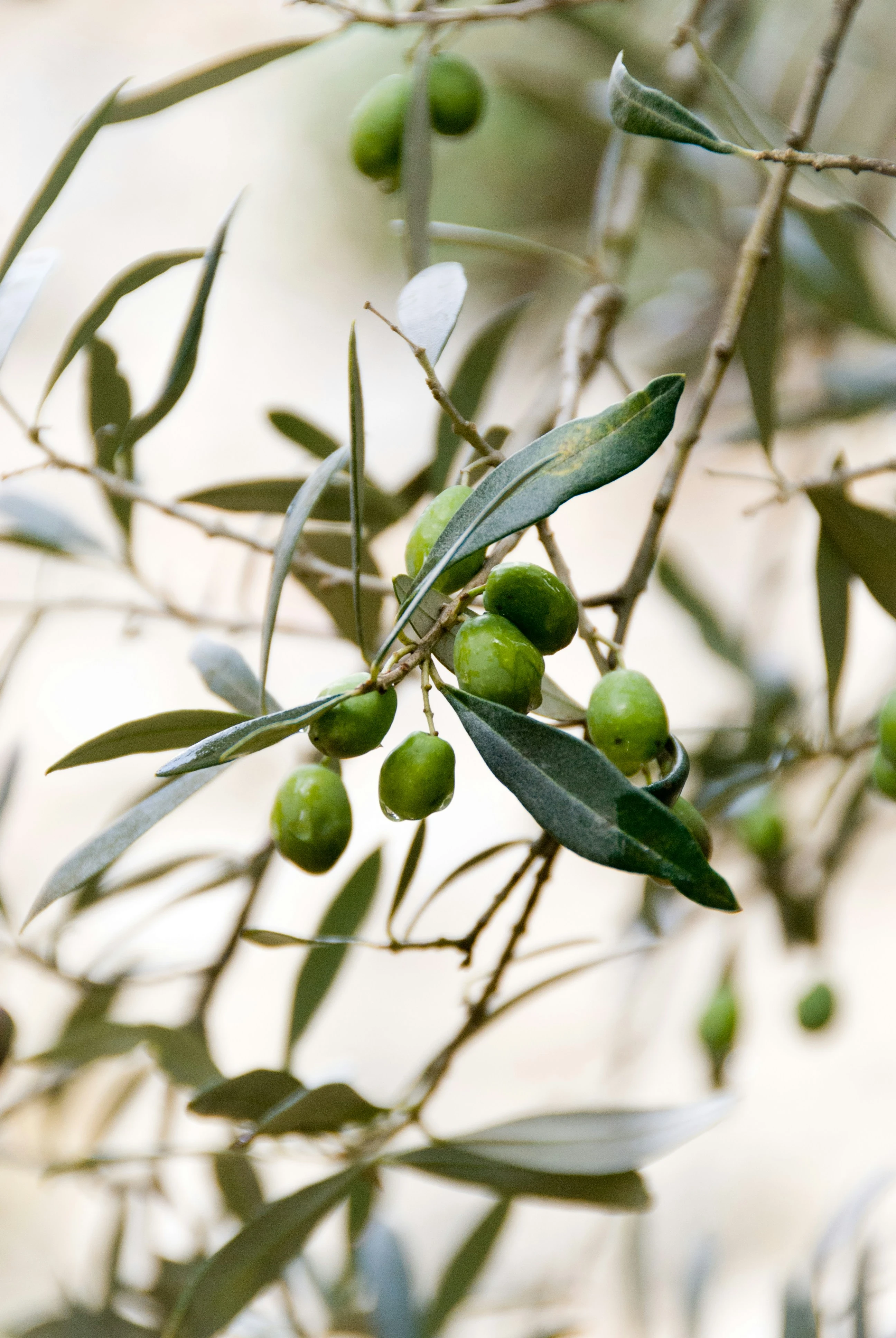 image about الزيتونة المباركة: رحلة عبر التاريخ، من الزراعة القديمة إلى الصناعات الحديثة للزيت والثمر