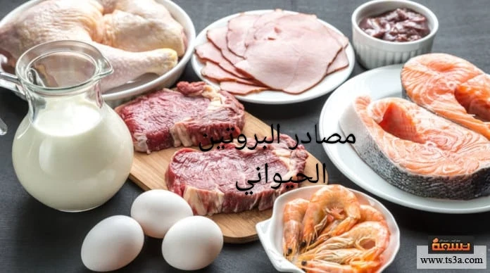 image about #### البروتين الحيواني أم النباتي أيهما أفضل؟