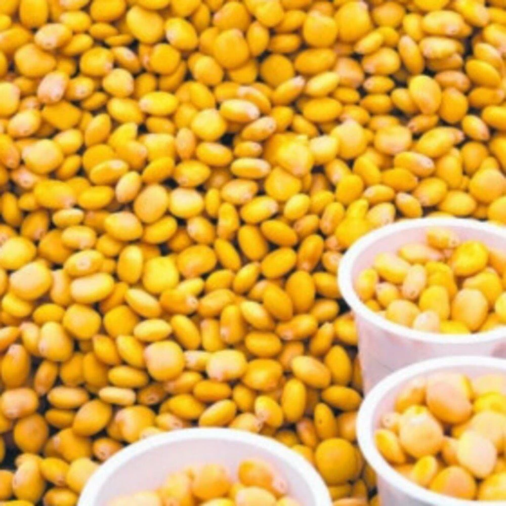 image about كيفية صنع الترمس وفوائده للصحة