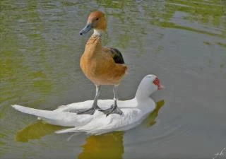 image about الغراب .. أذكى الطيور