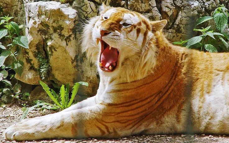 image about أنواع النمور  وأهم صفاتها و عالمها الخاص