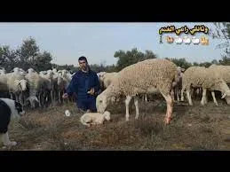 image about الفراشة الملونة : قصة هادفة وممتعة للصغار.