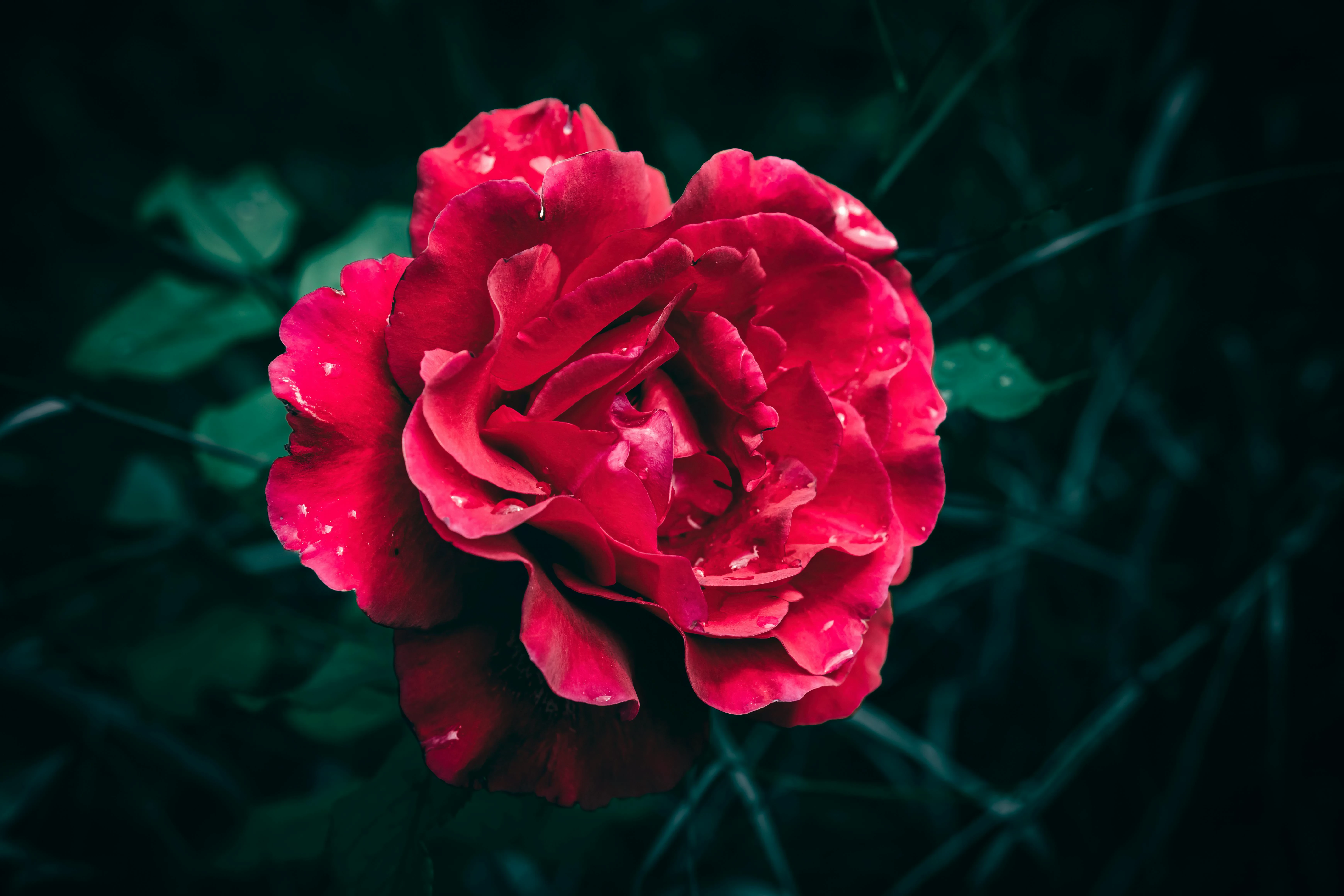 image about The forgotten garden of roses 