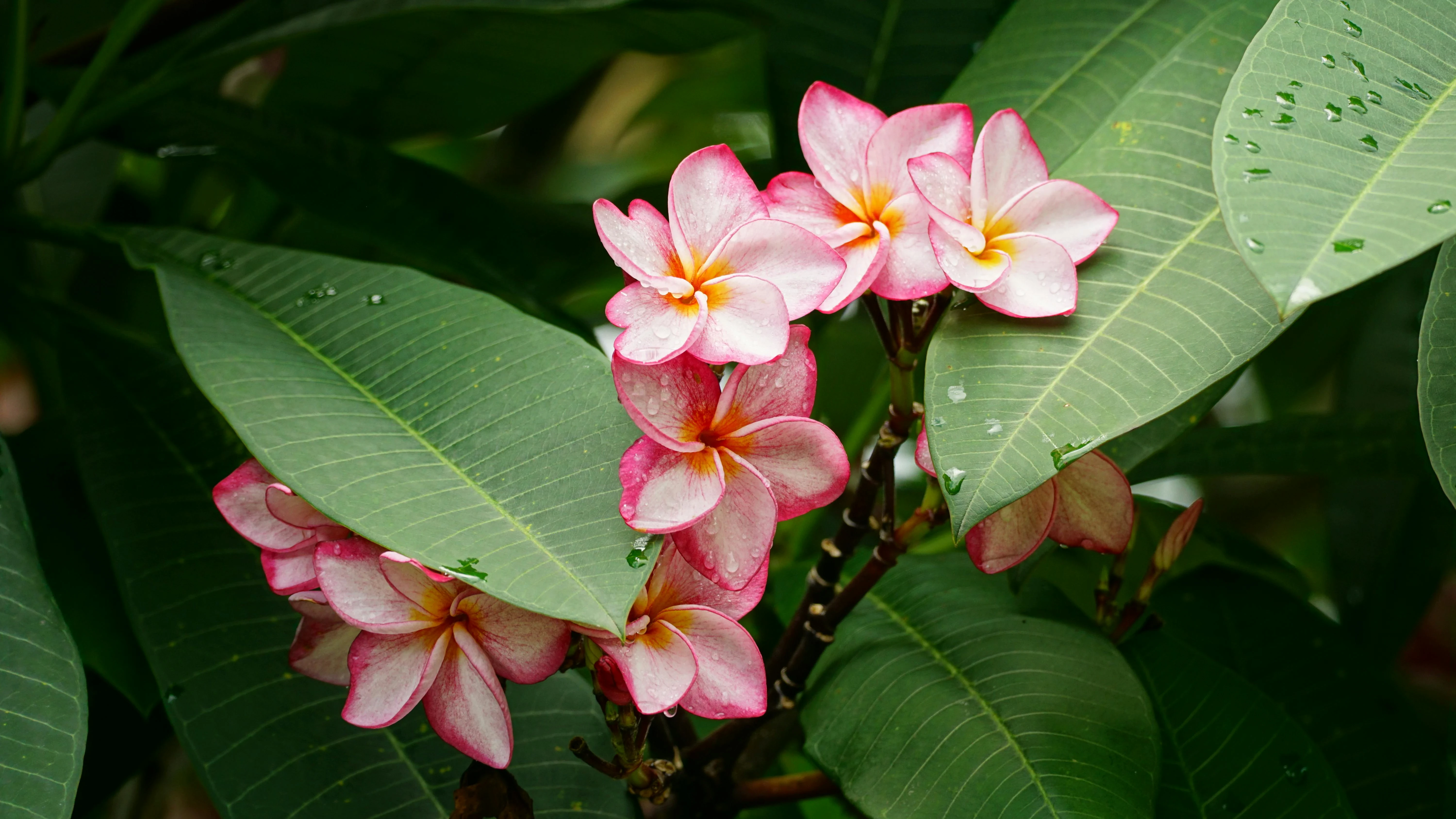 image about The forgotten garden of roses 