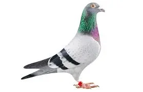 image about الفطنة تنجي صاحبها