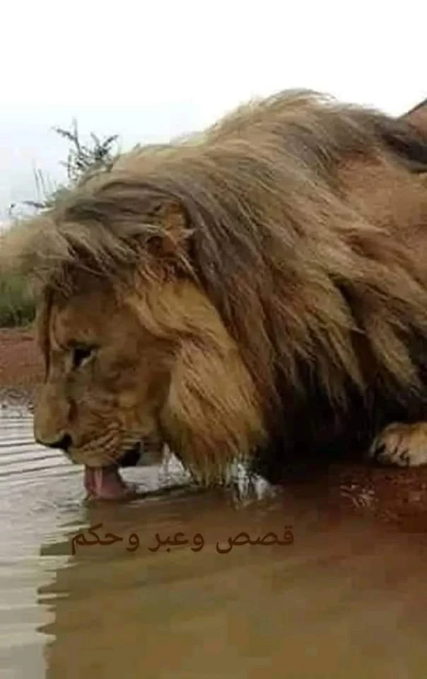 image about قصة الأسد والفأرين والثعبان والعقارب