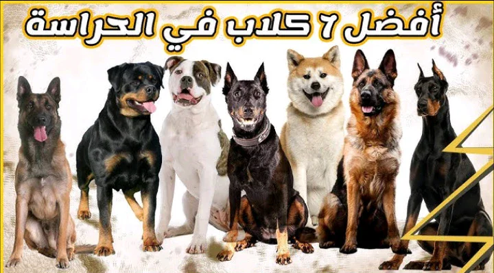 image about أقوى أنواع الكلاب: رفقاء مخلصون وحماة شرسون