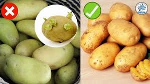 image about أين تحفظ البطاطس حتى لا تتحول إلى اللون الأخضر؟