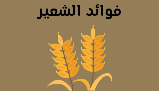 image about فوائد الشعير واستخدامات منتجات الشعير