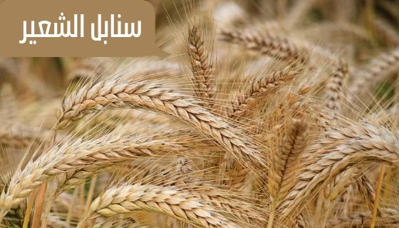 image about فوائد الشعير واستخدامات منتجات الشعير