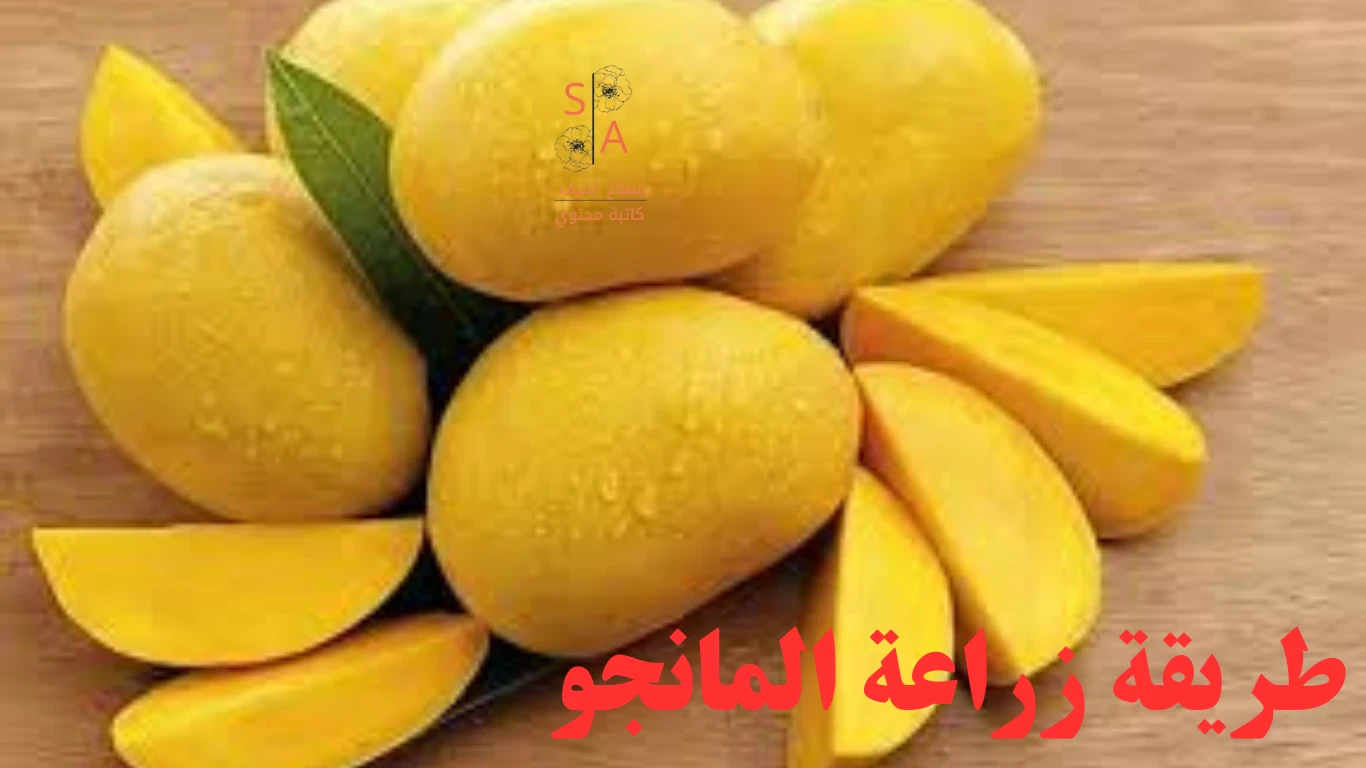 image about طريقة زراعة المانجو