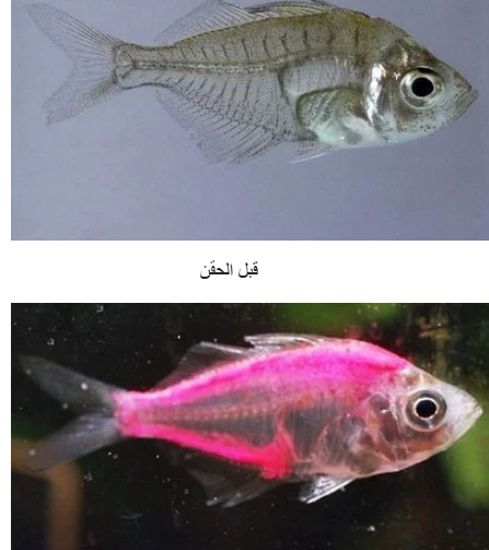 image about التخليق الجيني: تحديات وآفاق :  من نتحدي و ماذا سوف نصنع ؟ ھل ھو علم ام كفر !