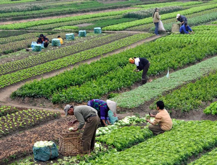image about اهمية الزراعة في الحياة وفي توفير الغذاء