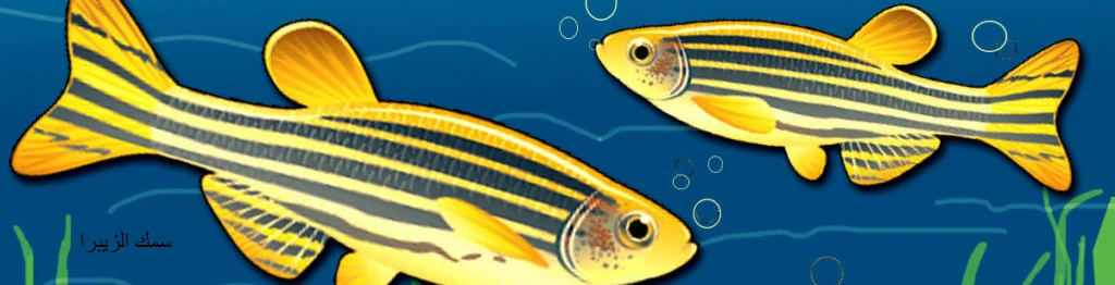 image about اسماك الزينة سمك زيبرا Zebra Fish