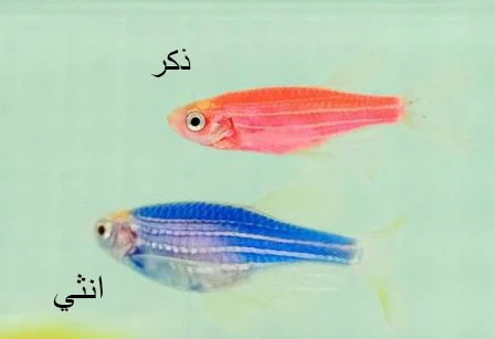image about اسماك الزينة سمك زيبرا Zebra Fish