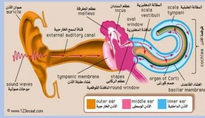 image about وظائف الاذن وتقنية زرع الحلزون/استطباباته/مستقبله