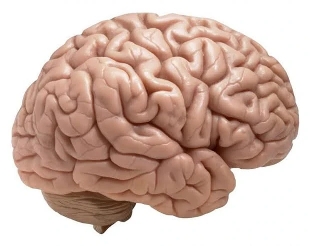 image about وفي الأرض آيات للموقنين وفي أنفسكم     أفلا تبصرون ؟!