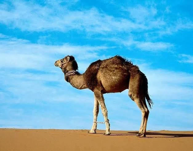 image about وفي الأرض آيات للموقنين وفي أنفسكم     أفلا تبصرون ؟!