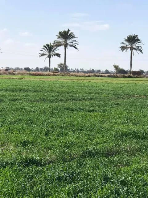 image about وفي الأرض آيات للموقنين وفي أنفسكم     أفلا تبصرون ؟!